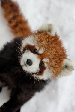 wolverxne:  Red Panda in Snow | by: (Jean-Francoys