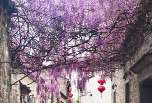 fuckyeahchinesegarden:Wisteria flowers in a hutong