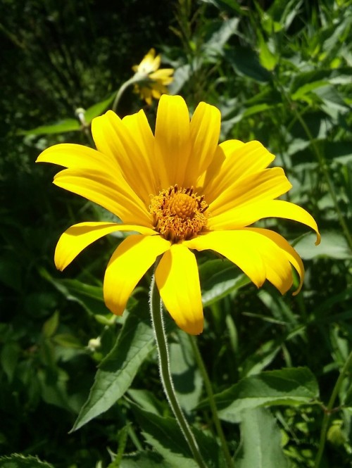 halorichie:  yellow flowers i photographed