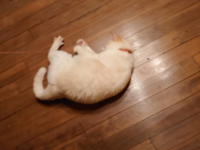 straycatj:うんどうするのです！I’m going to exercise! ごろん！Rolling! ごろん！Rolling! ごろん！Rolling! ごろん！Rolling! …Jさん…それほんとに運動かなぁ…？… Excuse me Mr. J, is it really exercise…?