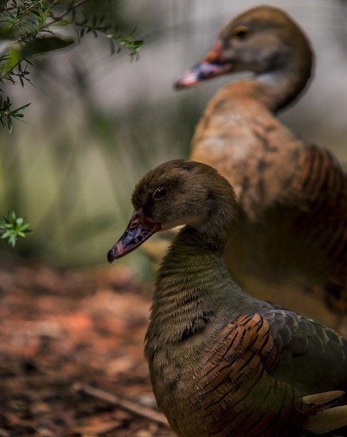 loriedarlin: Whistling Ducks by Raja Daja on Flickr.  via  libutron.tumblr.com/post