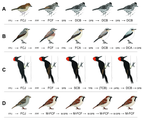 tinylongwing:These are some of the most technical illustrations I’ve ever done, and I’m 