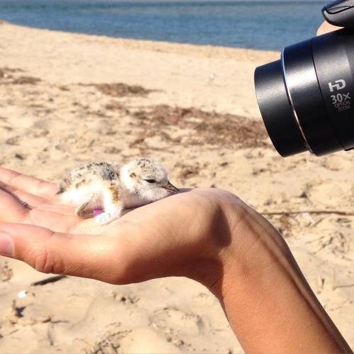 Ringing chicks #plover #whitefrontedplover #babybird #southafrica #cute #conservation #beach #wildli