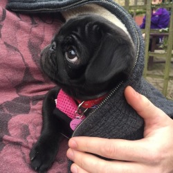 pugs:  Pocket Pup 💕☺️✨