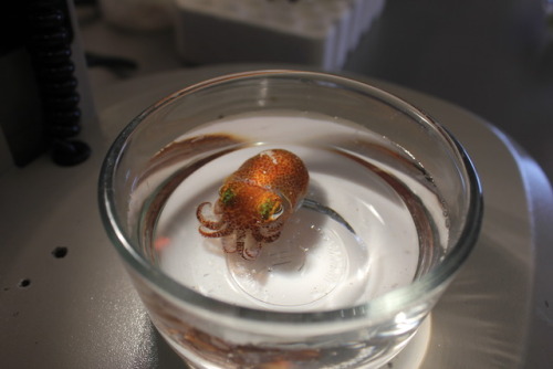 squidscientistas:Another day, another Hawaiian bobtail squid photo shoot(Sarah McAnulty, Nyholm lab 