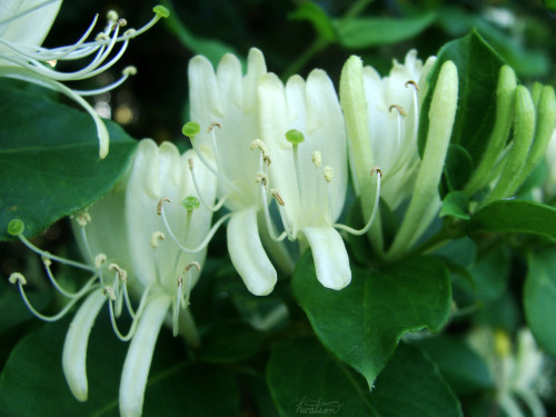 frolicingintheforest: Japanese Honeysuckle (Lonicera japonica) I battle this aggressive thug da