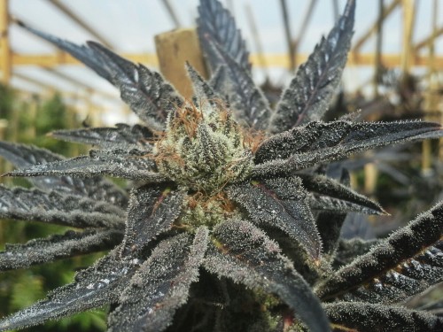 tokinglx:  inferno og(fire og x afghani haze) 