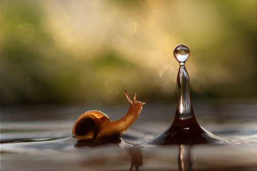 lostinhistory:  blueandbluer:  haiweewicci:  naked-mahariel:  princeof-heart:  sexycomputervoice:  staceythinx:  Rain or shine, macro photographer Vadim Trunov captures the surprisingly adventurous lives of snails.  So beautiful.  LOOK AT THESE MEANINGFUL