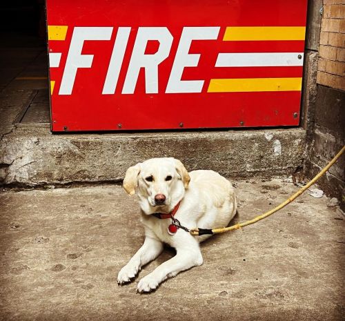 On Alert! (at Park Slope Food Coop)
https://www.instagram.com/p/CpgltETL–9Jb0Tqg5xEaU0aIWI6X-WTwWsm4c0/?igshid=NGJjMDIxMWI=