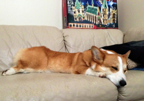 Sleepy corgi