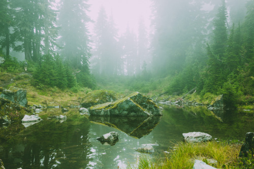 tulipnight: In the Myst of a Temperate Rainforest by Tedrick Mealy