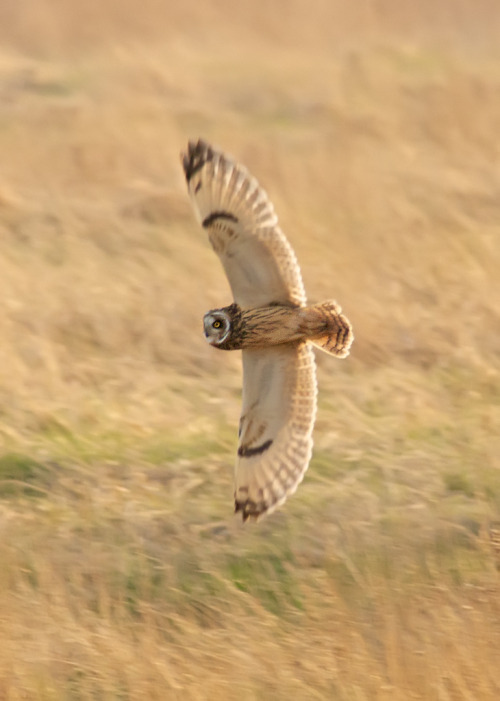 funkysafari:  Short-eared Owl (Asio flammeus) by blackfox wildlife & nature imaging