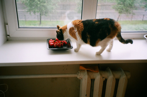 gentlewolves:  strawberry lover (by asya baranova) 