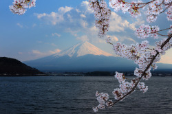 ileftmyheartintokyo:  Sakura &amp; Mt. Fuji by * Yumi * on Flickr.