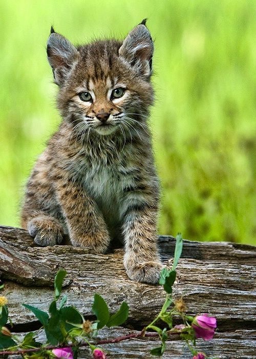 spiritofthewoodlands:Lynx Kitten Posing by Carl Kask