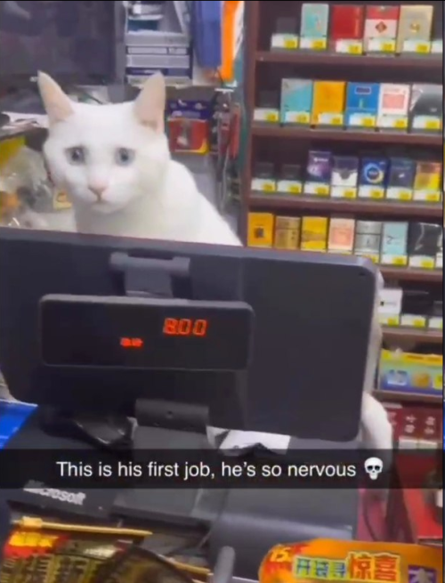 Cat Therian Moodboard But Its Memes I Found On My Phone