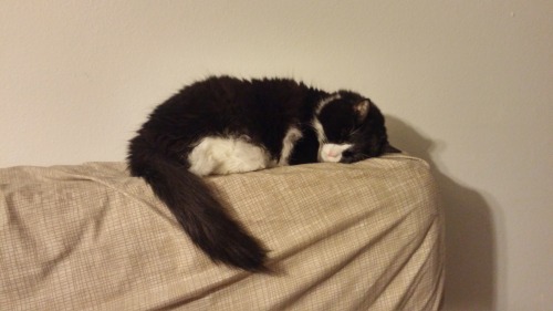 scribefindegil:Look @ my perfect and beautiful cat all curled up like a floof loaf.