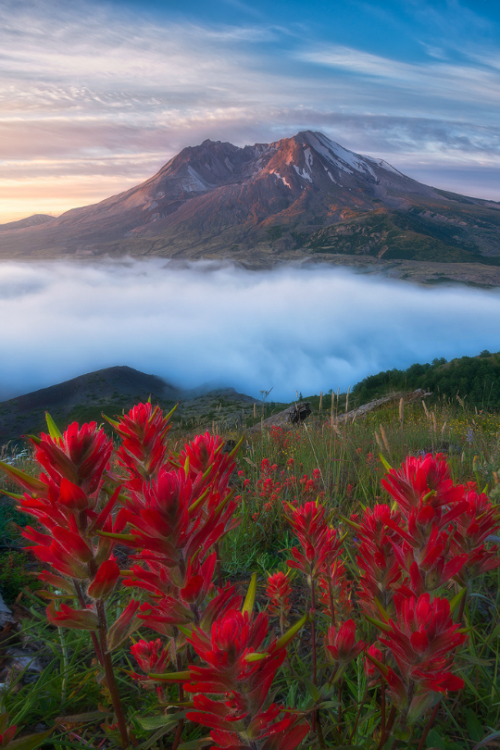 tulipnight:  Fixated by David Hodge