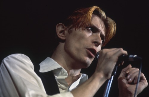 the thin white duke