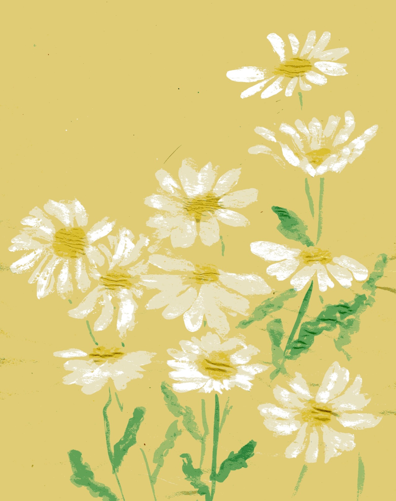 havekat:  Daisies