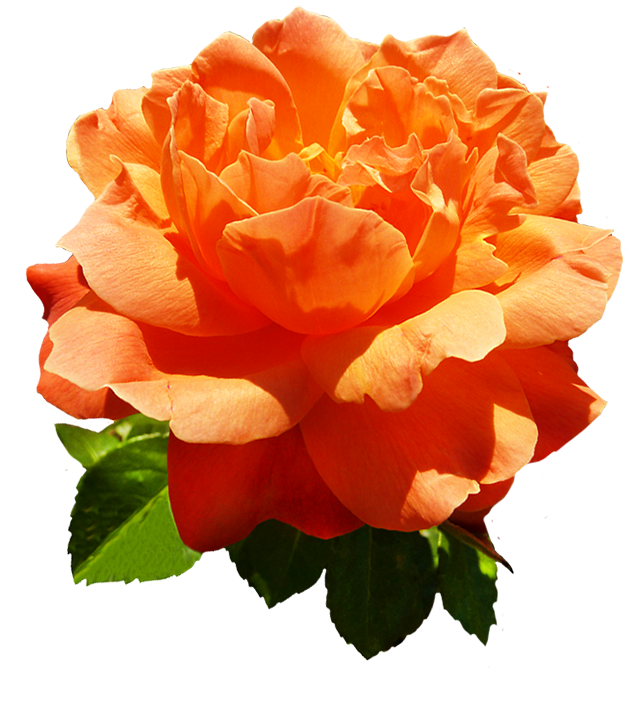 orange flower