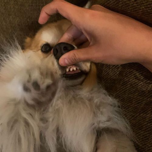 Looking for a full time corgi petter. The pay is receiving Jiggles pets. Serious inquiries only. #co