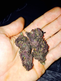 mister50tree:  Now that’s some purp