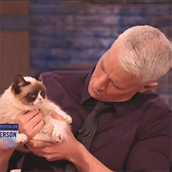  Anderson Cooper & Grumpy Cat on Anderson Live Grumpy Cat in the House! 