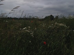 whiteflowersss:beautiful flowers on my way home