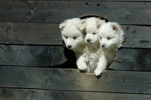 awwww-cute:Cerberus (Source: http://ift.tt/2vKSizu)