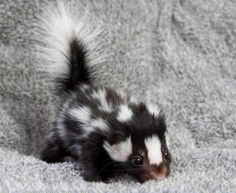 Porn Cute little stinker (Spotted Skunk kit) photos