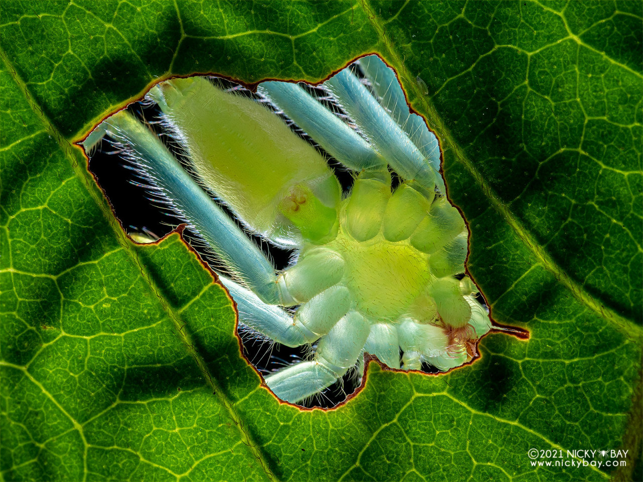 One Nice Bug Per Day Green Huntsman Spider Gnathopalystes Sp One Nice Bug Per Day Green Huntsman Spider Gnathopalystes Sp