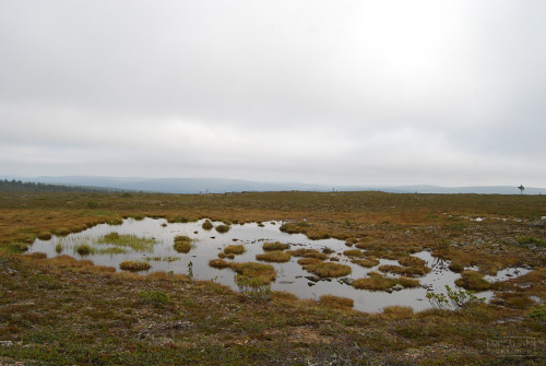 sammalsiipi: Wind and rain Saariselkä, Finland August 2016