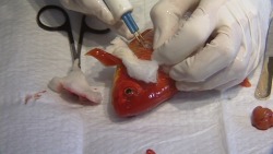 thatnormalcrazygirl:  kioskstuck:otter-cha0s:  tanxsinx:  ichthyologist:  Scientists Successfully Implant Lungs into Fish Scientists have successfully created a goldfish that is capable of breathing atmospheric air. Using advanced microsurgery techniques,