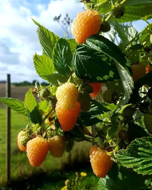 eyeheartfarms - Berries almost ready for picking.