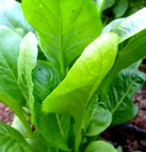 Landscape Vegetable Garden In San Diego
