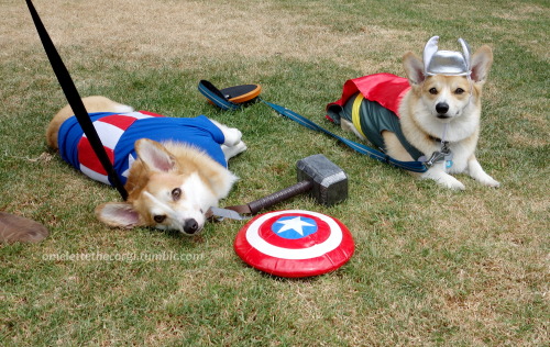 omelettethecorgi: Even superheroes need a roll-around-in-the-grass break.Cap = Omelette, Thor = bebo