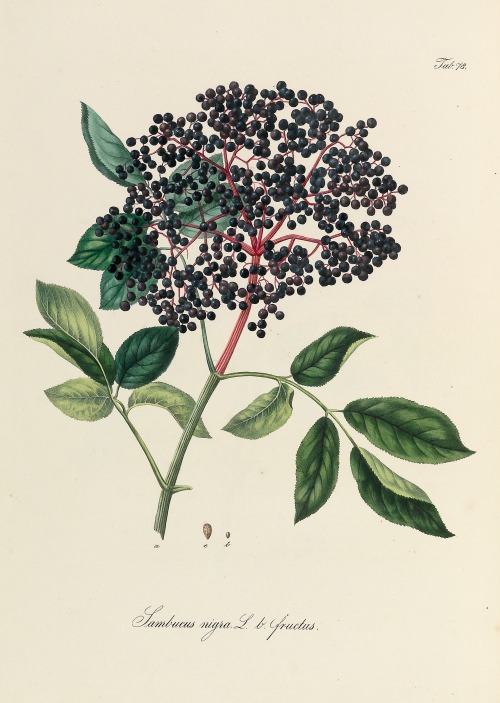 Ignaz Stenzel, Elderberries illustration from the work Pharmaceutisch - medizinische Botanik by Dani