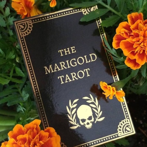 The Marigold Tarot Classic and Gilded Gold Editions are both coming to my new shop tonight.• Both fe