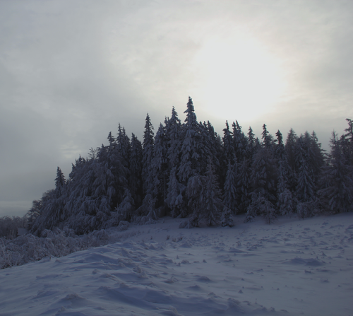 frozen forest