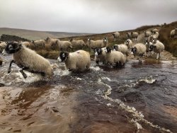 pagewoman:   Crossing the beck by Amanda Owen 