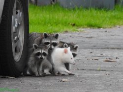 ayellowbirds:  therobotmonster:  lost-carcosa: Albino raccoon Quick, spot the main character!  it’s so weird how much of a raccoon’s… raccoonness? is tied up in its pattern. This looks like a completely different animal, some sort of weird marsupial.