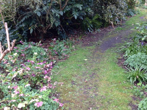 whiskey-roses: We went to the Abbey gardens today and the flowers made me so happy