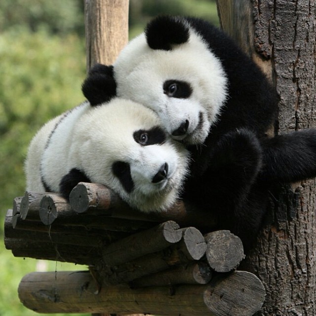 Something to make you guys smile&hellip; #panda #cute #instagood #likeforlike