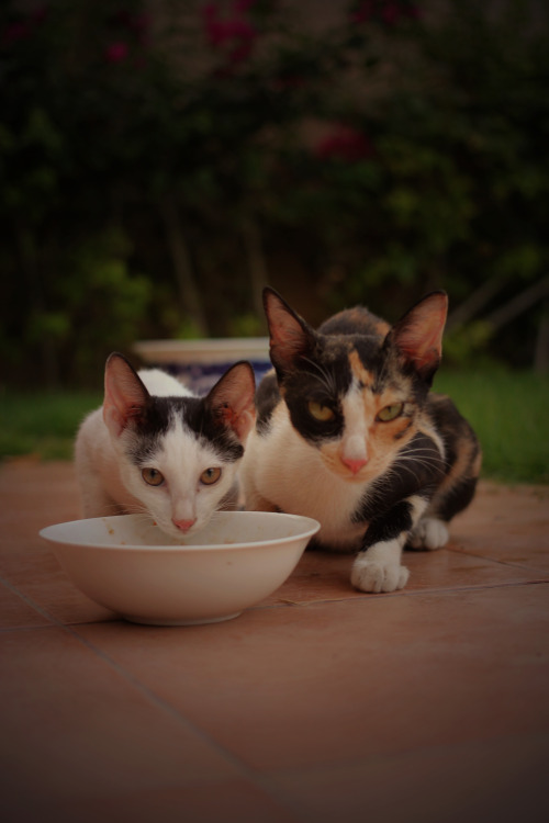 thespinytailedlizard: Stray Kitties! So… Stray Kitty decided to introduce us to her family&he