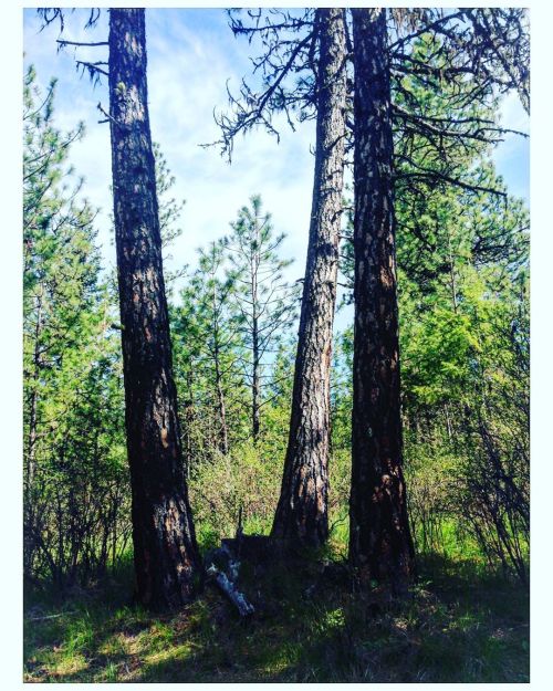 In the woods. Poetry of natural world. morninghike #pnw #woods #forest #naturephotography #picofthed