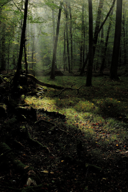 k641739021:  Forester… (by seeker0204)