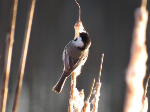 Chickadee eating from cattails this morning. Edit: actually it’s probably getting fluff for its nest