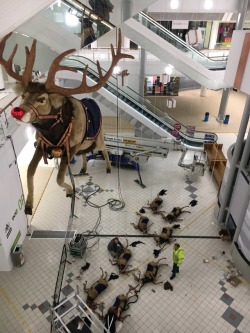 madnanc:  picsthatmakeyougohmm: hmmm  “All of the other reindeers used to laugh and call him names.” “Used.” 