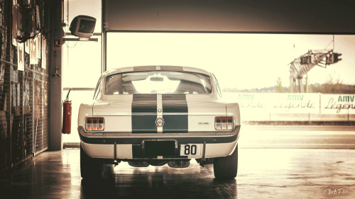 itcars:  Shelby GT350Image by Fodil Chibi adult photos